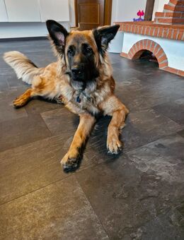 Schäferhund Mischling 1 jahr - Luhe-Wildenau