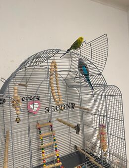 Budgies - Oelde
