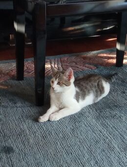 Zwei Babykatzen - Ebershausen