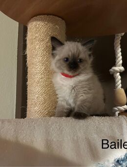Ragdoll - Heilige Birma Edelmix Mädchen - Bayerbach (Ergoldsbach)