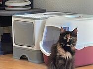 Maine coon Katze - Grimmen