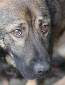 Taui - lustiger, kleiner Kerl - Lohra