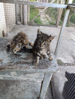 Bkh Kitten Britisch Kurz Haar Kätzchen - Marsberg Zentrum