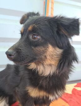 Maya, ein kleines Goldstückchen - Köln