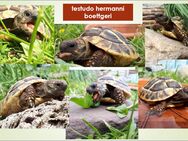 Zuchtpaar (1,1) Griechische Landschildkröten - Duisburg
