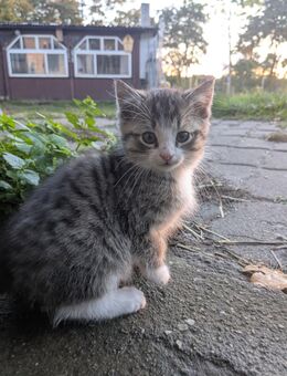 Wunderschön getigerter Katzenwelpe - Kater - Ebersbach