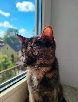 BLH Mischling Kitten Mädchen - Königsbrunn