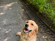 Golden Retriever Lotti - Mauer