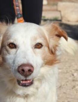 Carlo - ein Schatz auf vier Pfoten (V) - Ludwigshafen (Rhein)