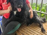 Blacky der Schmuser - Velbert