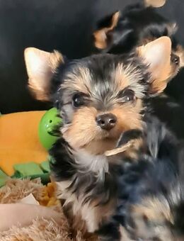 Reinrassige Yorkshire-Terrier mit Ahnentafel - Garrel