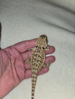 Junge Bartagame - Brandenburg (Havel)