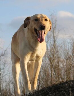 Marry - Familienhund sucht Zuhause - Schlitz