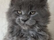 Maine Coon Kätzchen XXL - Peiting