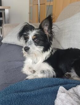 NINA - in 53225 Bonn - Linden (Hessen)