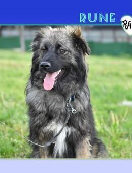 🩶 RUNE 🩶 - EINFACH MAJESTÄTISCH! - Alfeld (Leine)