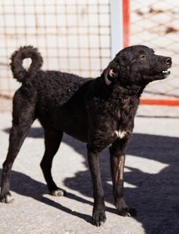 Jane 💗 neugieres, liebes Hundemädchen - Hamburg