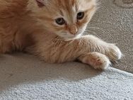 Britisch Kurzhaar / Main Coon Mix - Berlin