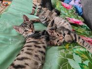 Europäische Kurzhaar Katzen zu verkaufen 100 Euro pro katze - Lich