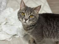Verspielter 6 Monate alter Kater sucht neues Zuhause 🐾 - Gemünden (Main)