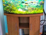 Juwel Aquarium Vision 180 - Heroldstatt