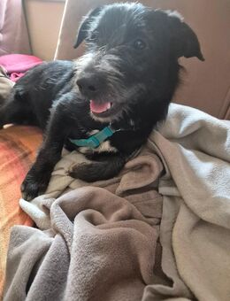 Unsere kleinen süßen Terrier-Mischlingesuchen jeder ein Zuhause , auch getrennt mögl. Diddi schwarz und Trixi 6-7 Monate alt , lieb und verschmust ca 35 cm groß - Angern