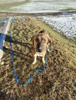 Asta - die bezaubernde - Löwenberger Land