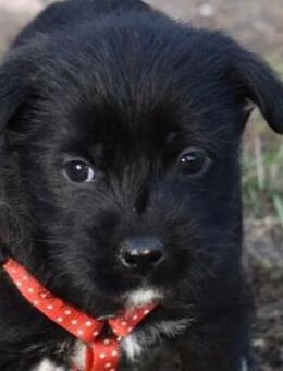 Mabel - eine von 5 Geschwistern! - Süderbrarup