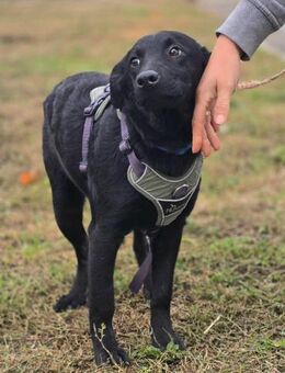 Odin ❤️ kleiner Held - Kissing