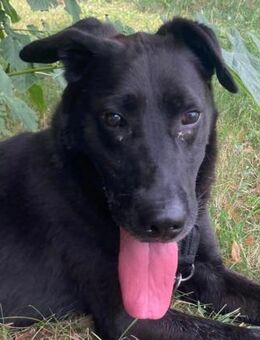 Rolly sucht unternehmungslustige Halter - Dorsten