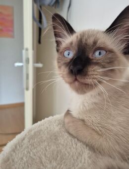 Kitten Kater Mekong Bobtail (15 Wochen alt) - München