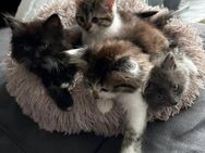 Norwegische Waldkatzen kitten 2 Mädchen 1 junge - Hückelhoven