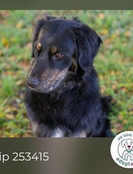 Chip 253415: Junghund sucht ein Zuhause - Kirchzell