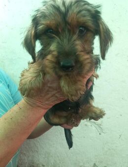 Pongo PP kleiner Welpe sucht Zuhause - Neustadt (Rübenberge)