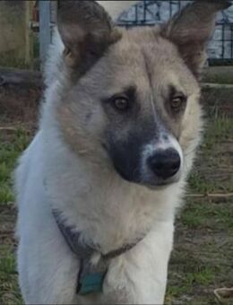 JOKER - ganz lieber Jundhund - Weiterstadt