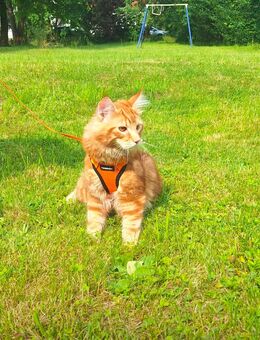 Maine Coon Kater Lucky – abzugeben in liebevolle Hände - Eisfeld