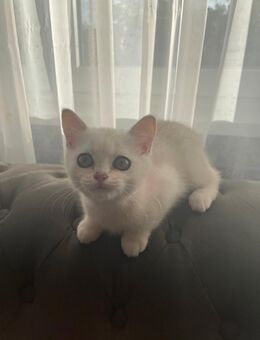 Bkh Kitten suchen ein neues Zuhause - Blankenfelde-Mahlow