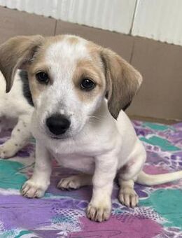 Evy sucht ab Januar ein Zuhause - Alfdorf