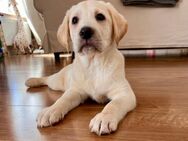 Labrador Retriever Mädchen - Hannover