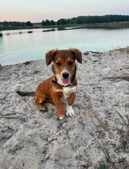 Terrier mischling weple - Versmold Zentrum