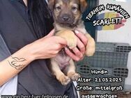 SCARLETT-eine knuffiger als die andere - Waakirchen