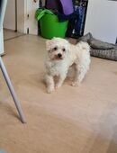 Malteser in gute Hände zu verkaufen in 68169