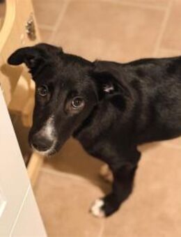 Anna - wartet in 66500 Hornbach - Oberwies