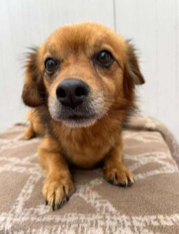 ❤️🐾 Dackelchen KONRAD, 3-4 Jahre. - Eichendorf