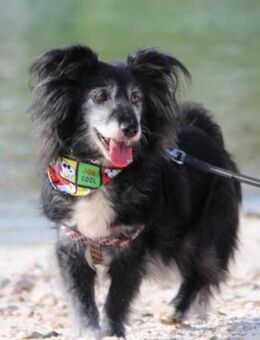 Neno 💗vital, neugierig +katzenverträgl. - Hamburg