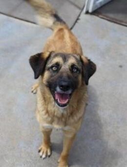 Unkomplizierte Hündin YUKI sucht! - Berlin