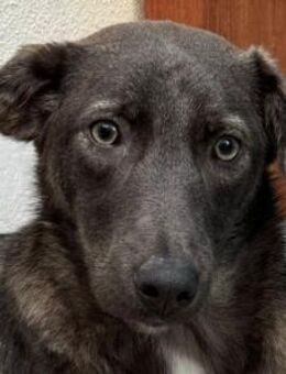 FLORA-wunderschöne Jung-Hündin, 44 cm - Rösrath