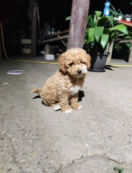 Maltipoo - Seuzach