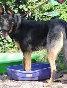 Traumhund Rider sucht sein Glück - Grevenbroich