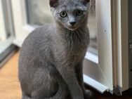 Russich blau kitten weibchen - Krefeld